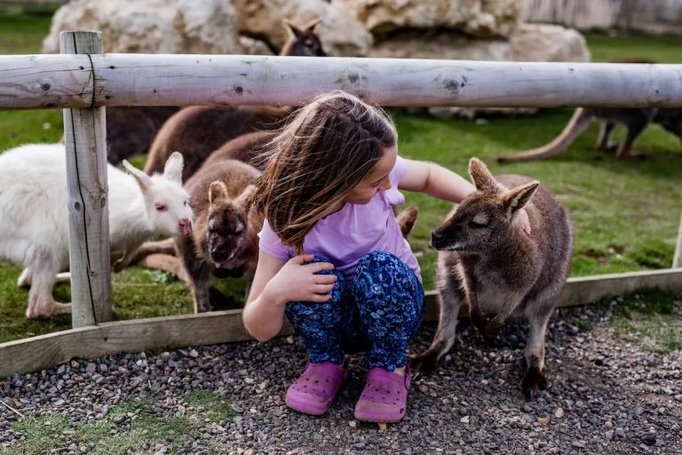 A young girl crouching and petting a wallaby inside an animal enclosure, surrounded by several other wallabies and a white goat.