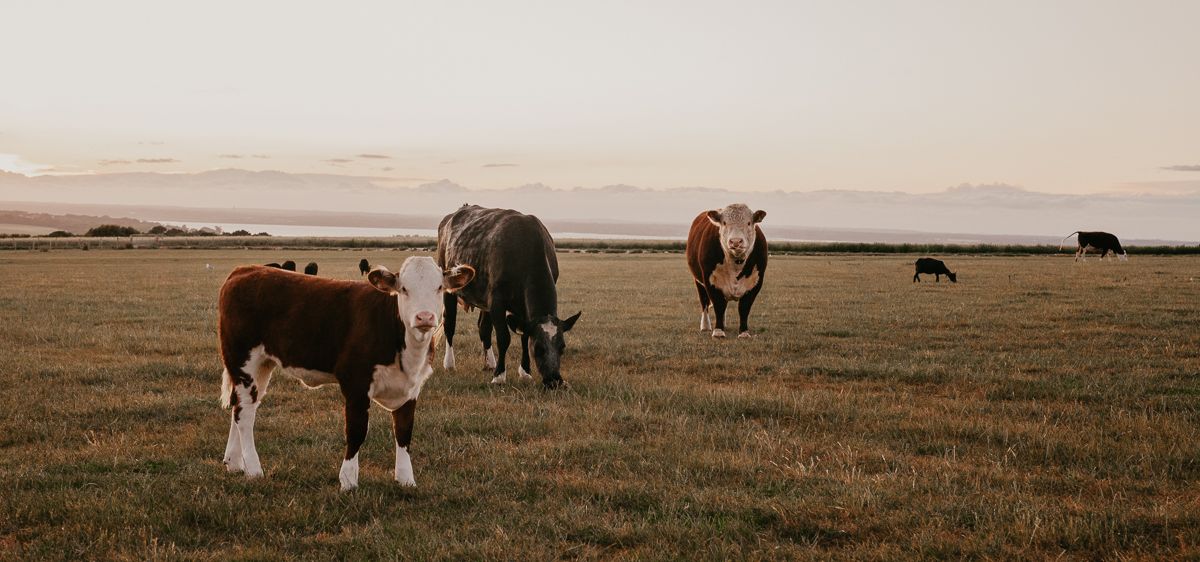 Cows grazing in a grassy field at sunset