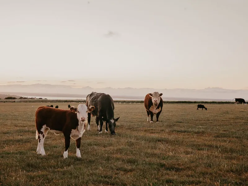 Cows grazing in a grassy field at sunset