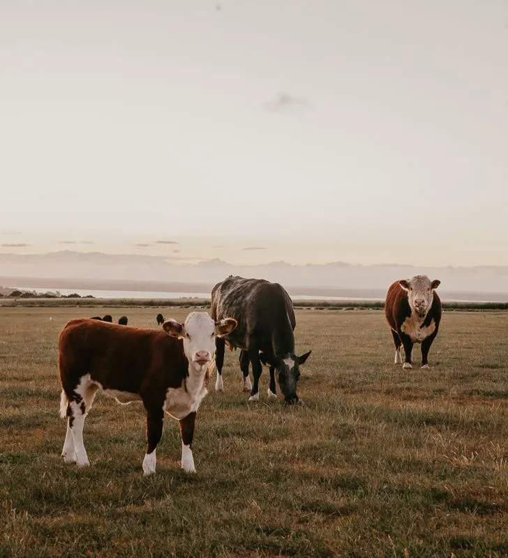 Cows grazing in a grassy field at sunset