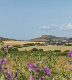 Purple wildflowers framing a countryside view towards a hill and the sea on the Isle of Wight
