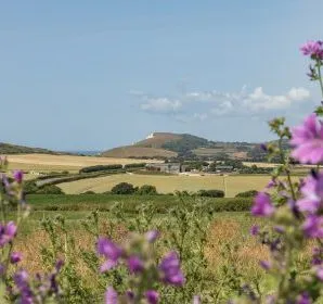 Purple wildflowers framing a countryside view towards a hill and the sea on the Isle of Wight