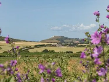 Purple wildflowers framing a countryside view towards a hill and the sea on the Isle of Wight