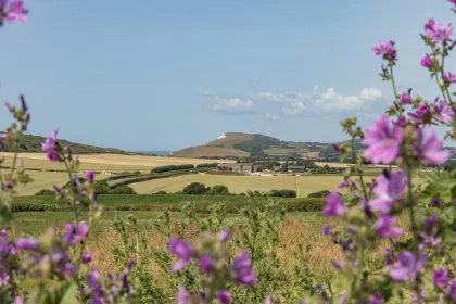 Purple wildflowers framing a countryside view towards a hill and the sea on the Isle of Wight