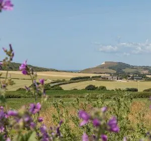 Purple wildflowers framing a countryside view towards a hill and the sea on the Isle of Wight