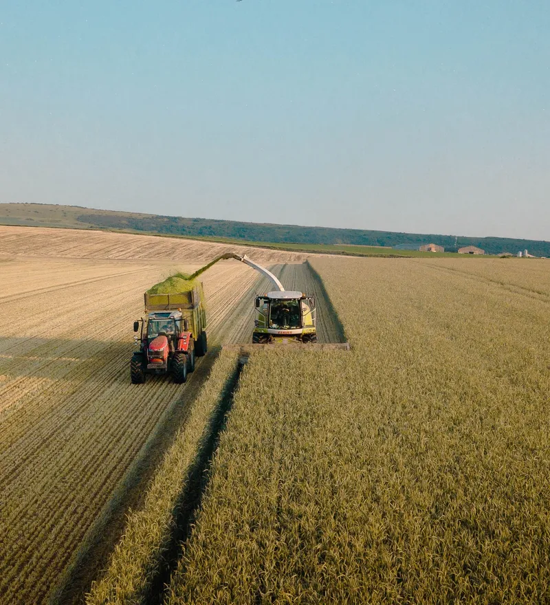 Forage harvester and tractor collecting chopped crop in a field at Tapnell Farm