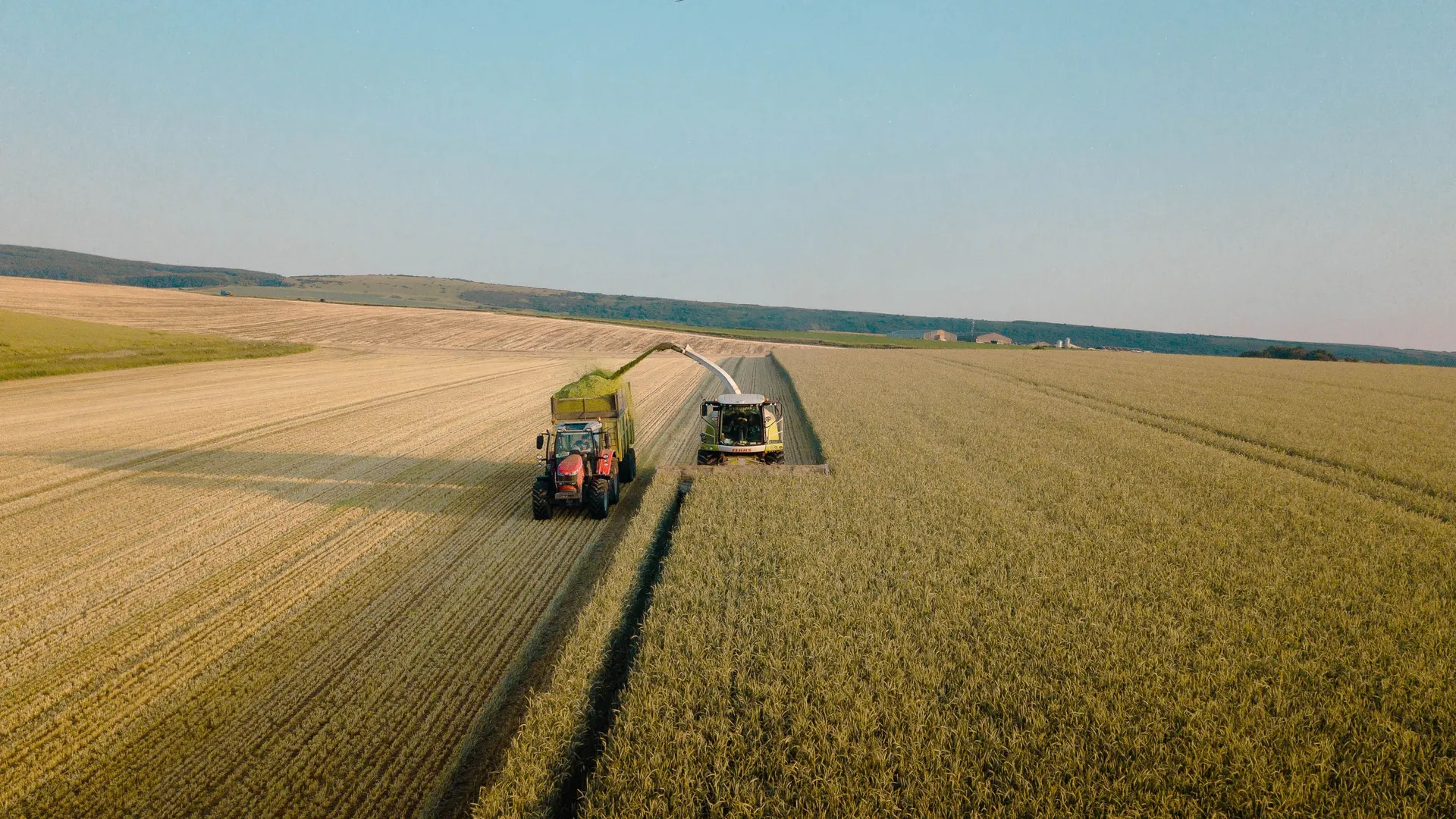 Forage harvester and tractor collecting chopped crop in a field at Tapnell Farm