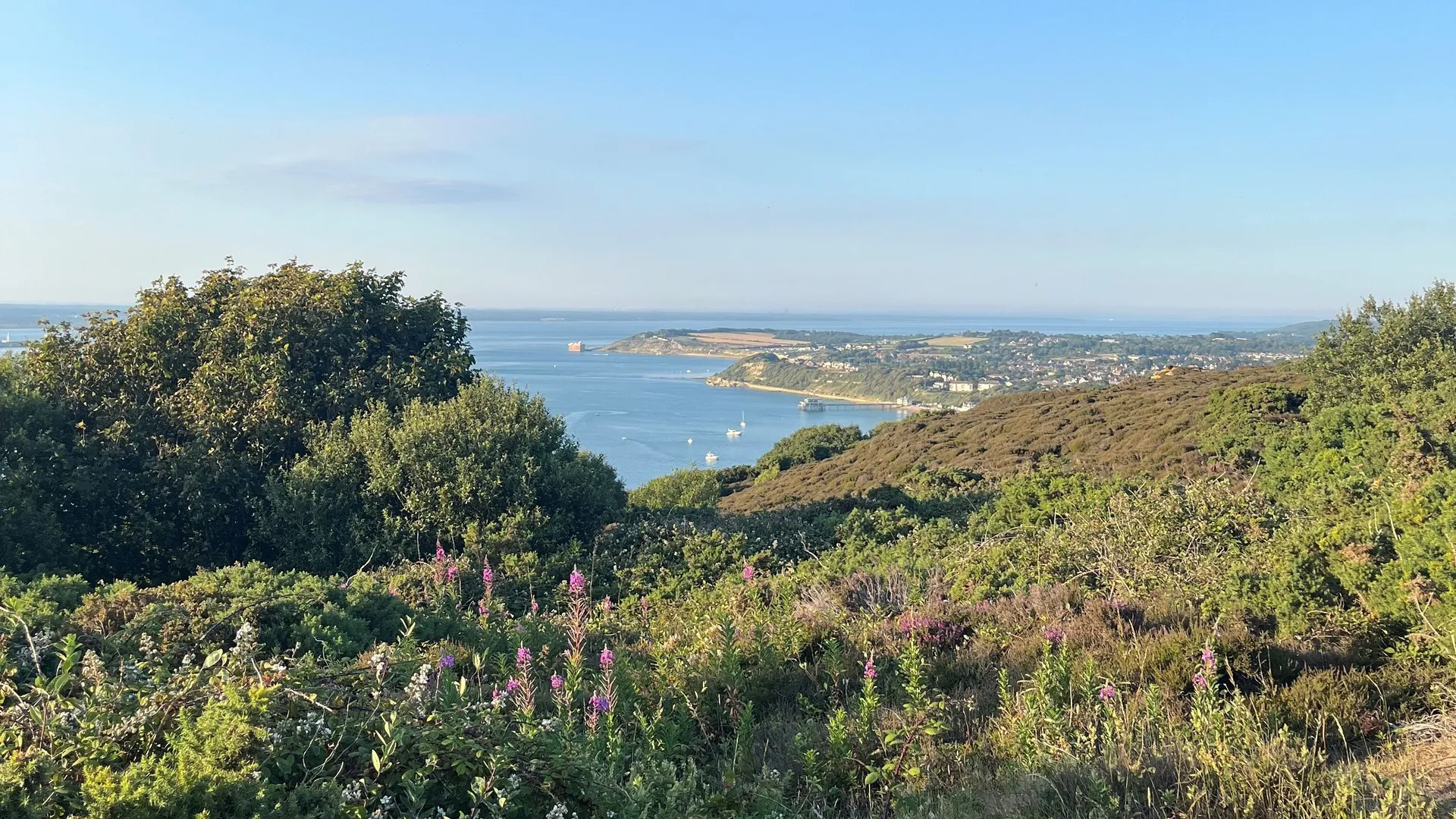 Panoramic coastal view from Headon Warren across the sea and headland, with heathland shrubs and wildflowers in the foreground