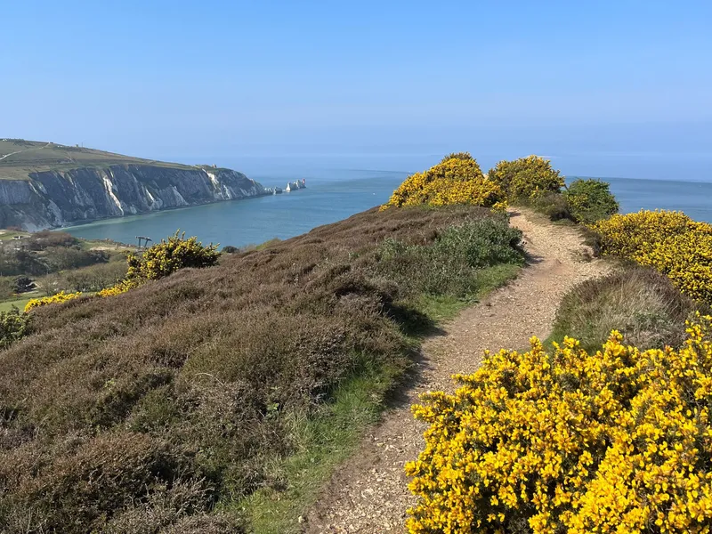 Coastal footpath above white cliffs and calm sea, bordered by yellow gorse under a clear blue sky