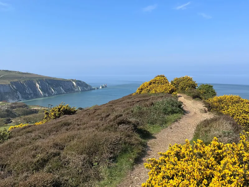 Coastal footpath above white cliffs and calm sea, bordered by yellow gorse under a clear blue sky