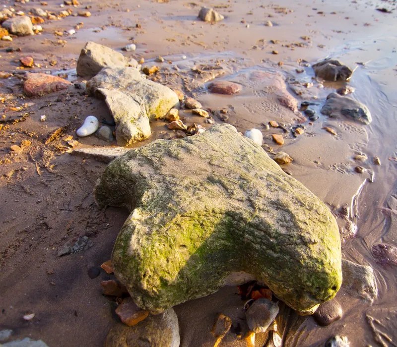 Wet sand with footprints and scattered rocks on a shoreline, with a moss-covered stone in the foreground
