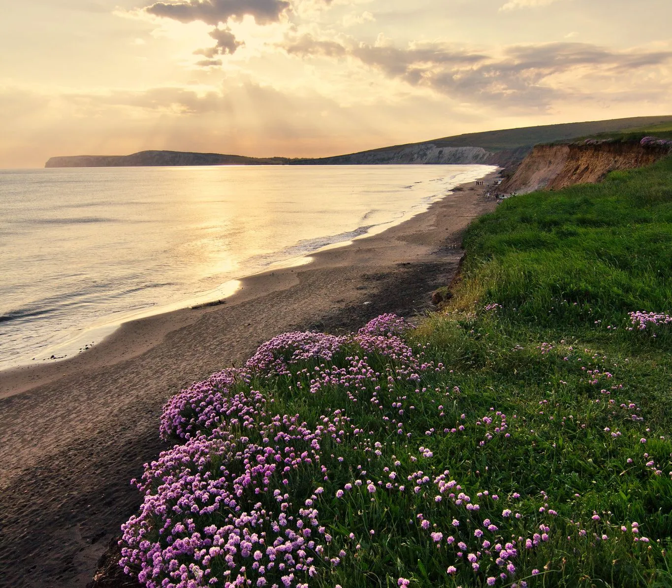 Sunset over Compton Bay with cliffs, sandy beach and purple wildflowers in the foreground