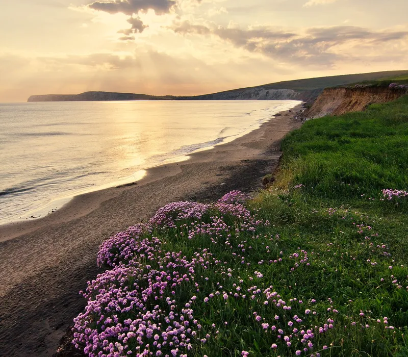 Sunset over Compton Bay with cliffs, sandy beach and purple wildflowers in the foreground