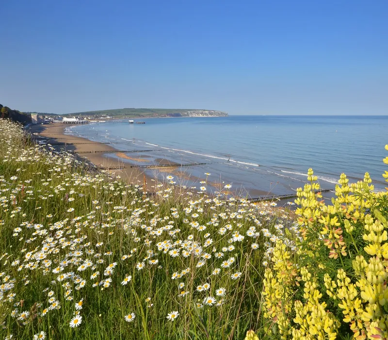 View over Sandown Bay with wildflowers on the cliff and a calm sea