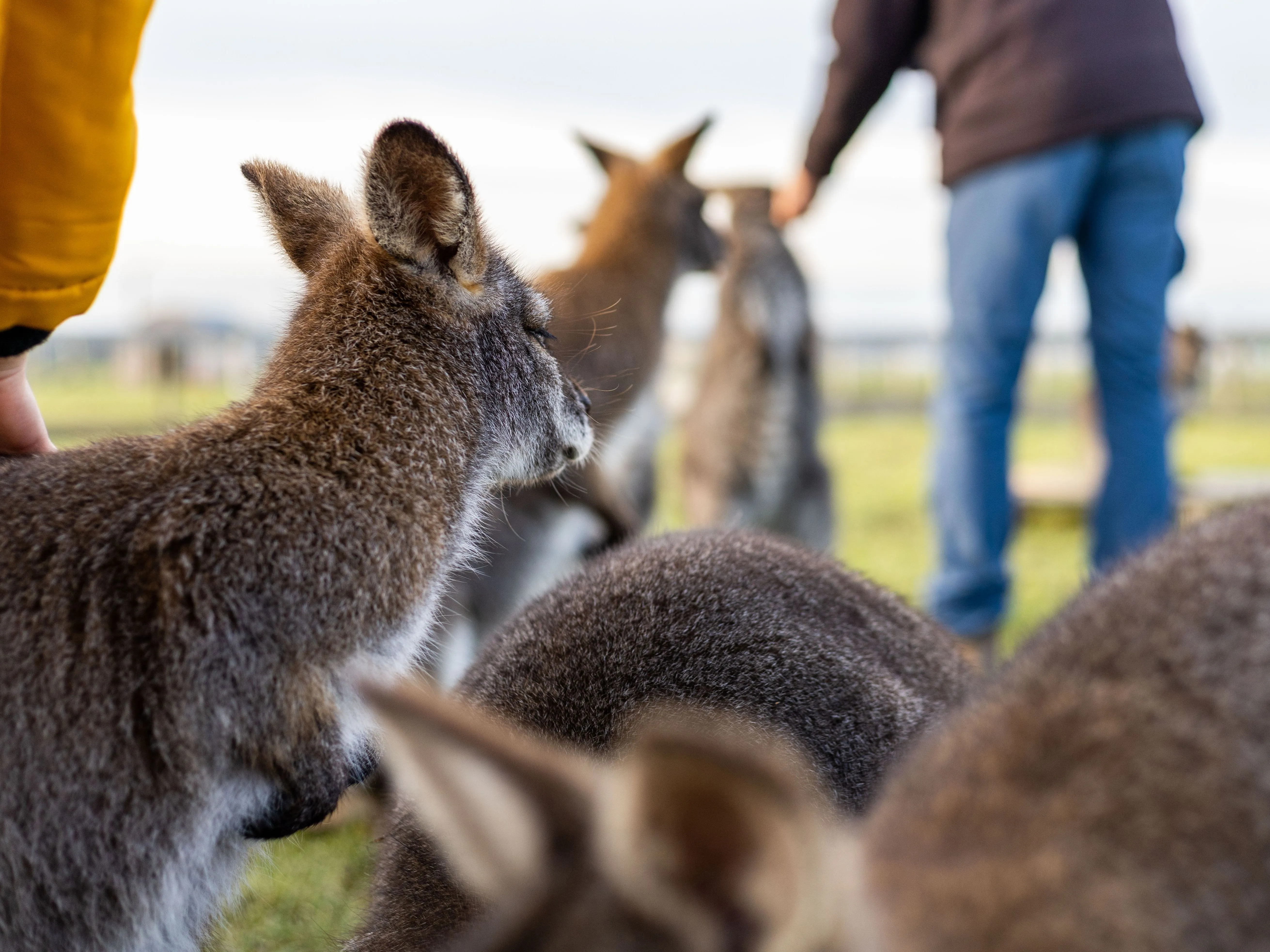 Close-up of a wallaby with other wallabies and visitors in the background at Tapnell Farm Park