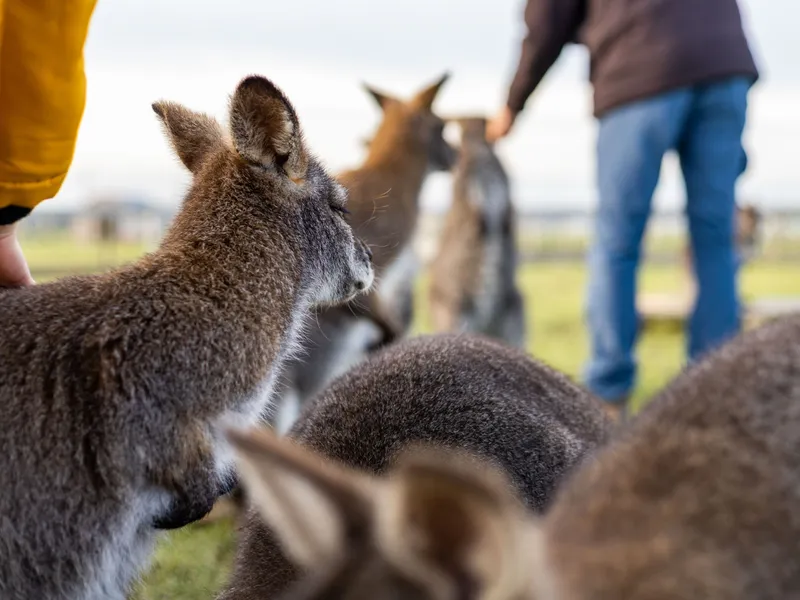 Close-up of a wallaby with other wallabies and visitors in the background at Tapnell Farm Park