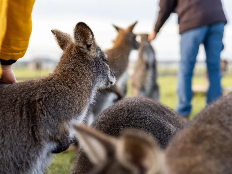 Close-up of a wallaby with other wallabies and visitors in the background at Tapnell Farm Park