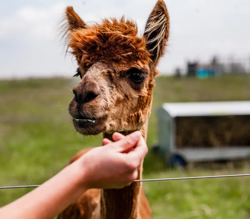 Close-up of an alpaca being hand-fed over a fence at Tapnell Farm Park, Isle of Wight