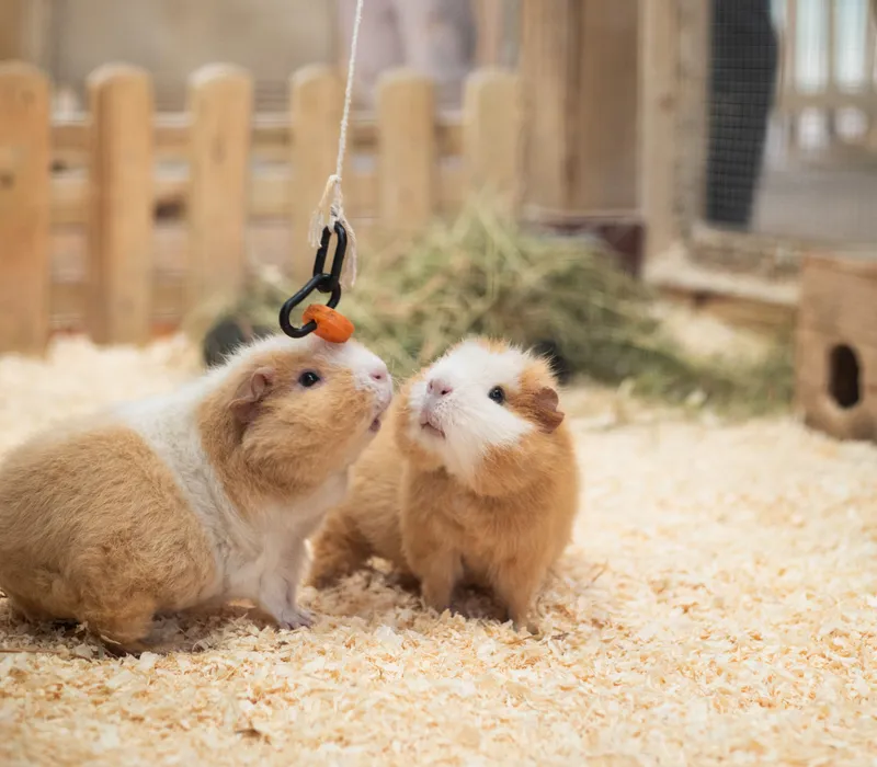 Two guinea pigs sniff a carrot hanging from a string in an indoor animal enclosure.