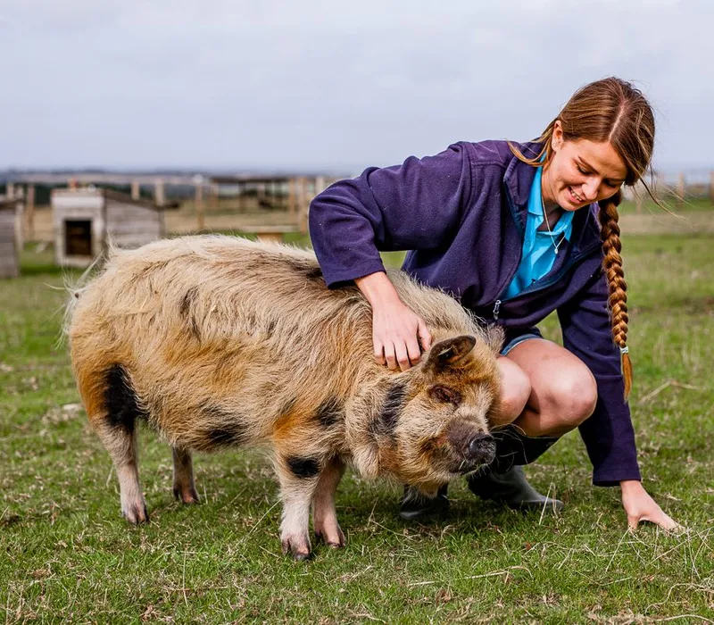 Young woman crouching in a grassy field, scratching a shaggy pig behind the ear on a small farm.