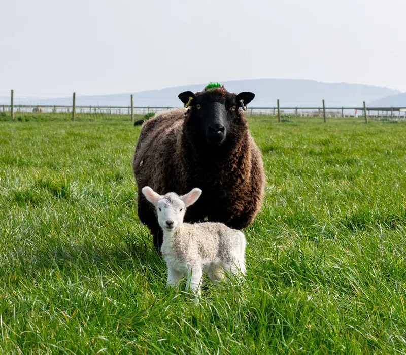 Black sheep standing behind a white lamb in a green field