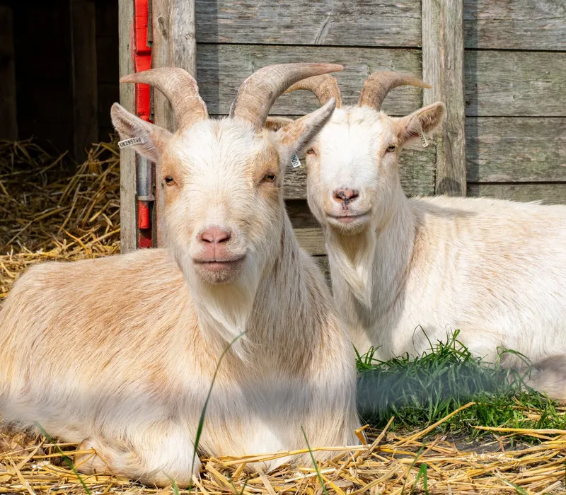 Two pygmy goats lying on straw outside a wooden shed