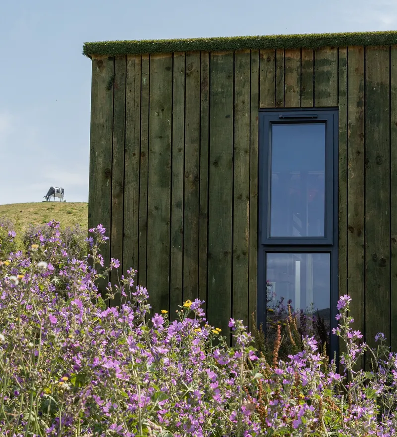 Wood-clad cabin with narrow window surrounded by purple wildflowers under a blue sky