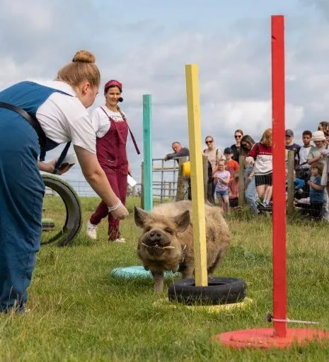 Trainer guides a pig through a colourful obstacle course while a crowd watches at a farm park