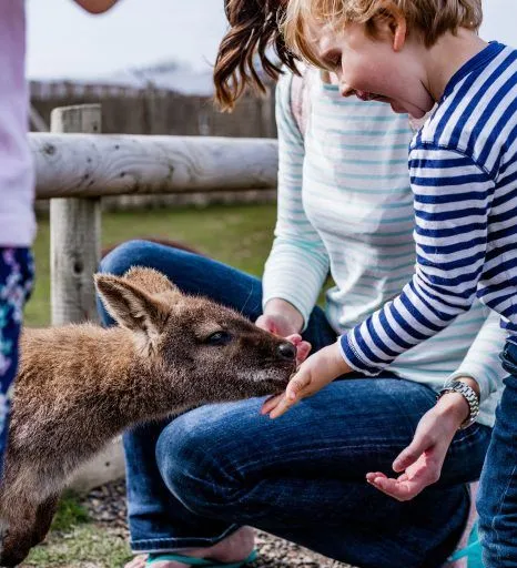 Child feeding a wallaby by hand at an outdoor animal enclosure