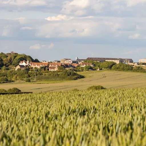 Wheat field with farm buildings and cottages on rolling countryside under a cloudy sky