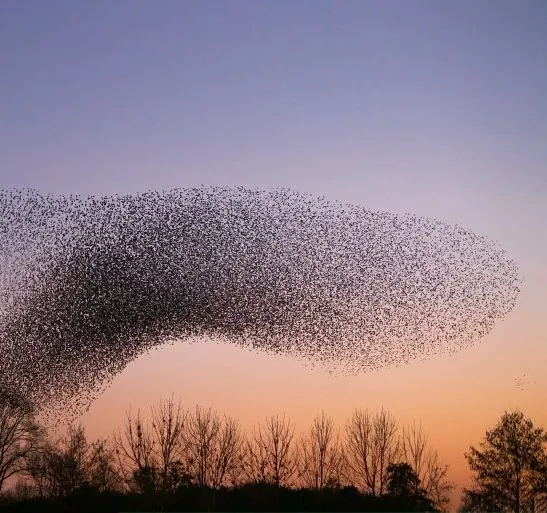 Murmuration of starlings forming a sweeping cloud over silhouetted trees at dusk