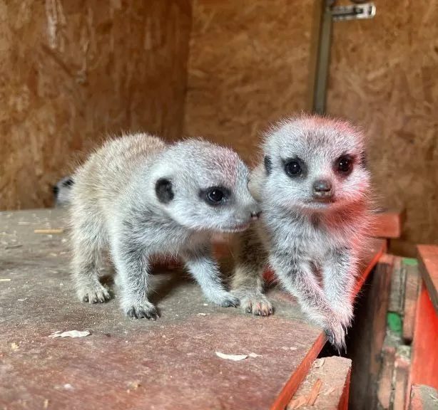 Two meerkat pups standing on a wooden platform