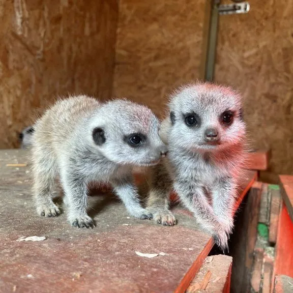 Two meerkat pups standing on a wooden platform