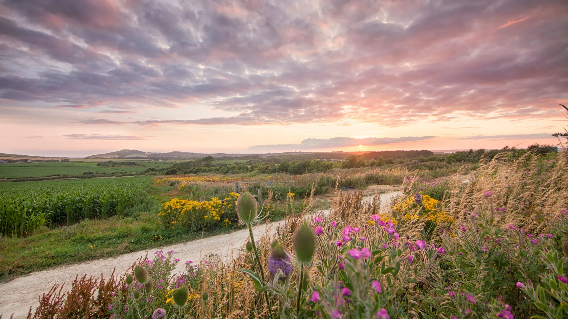 Sunset over countryside fields with wildflowers and a winding path at Tapnell Farm