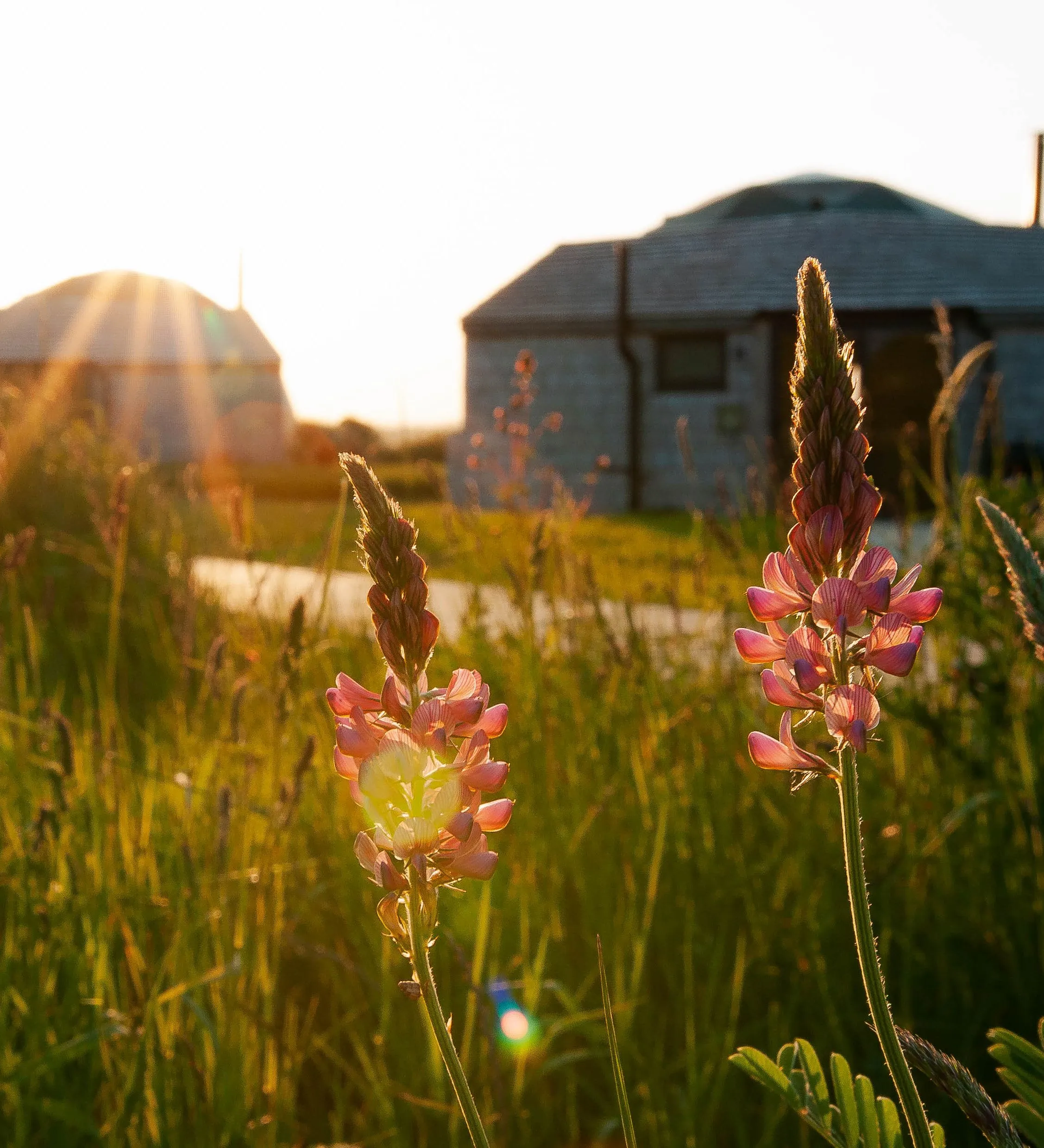 Wildflowers in a grassy field with Tapnell Farm glamping domes in the background at sunset