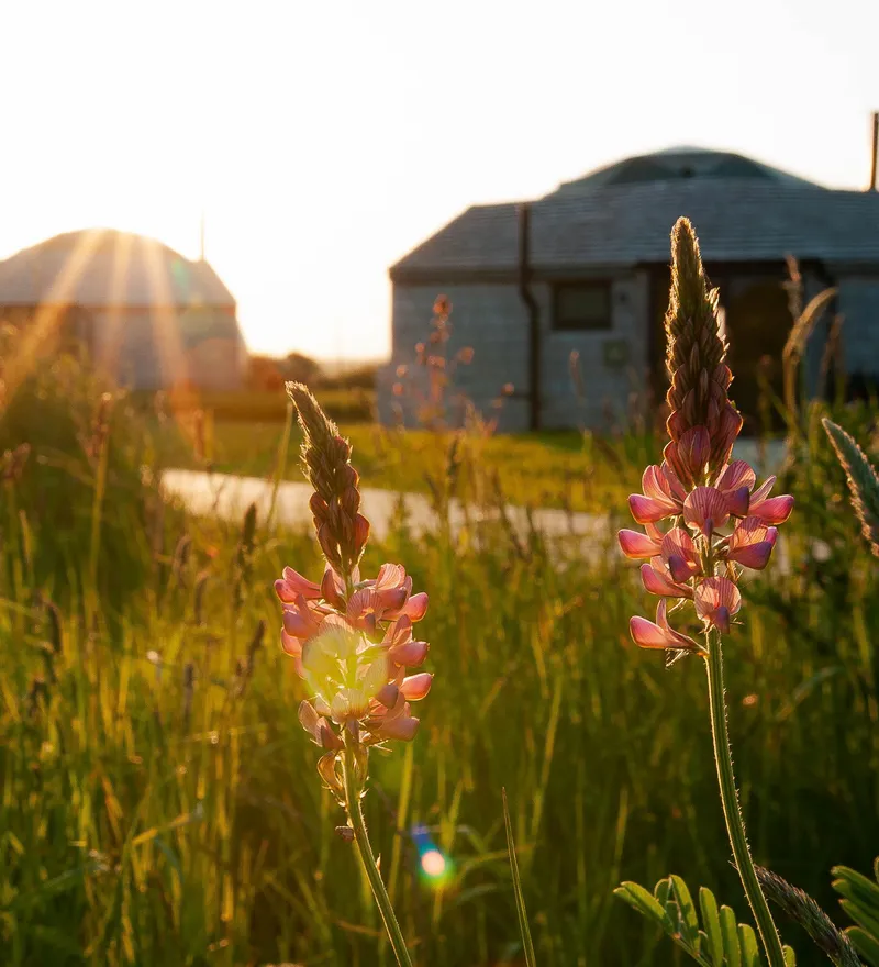 Wildflowers in a grassy field with Tapnell Farm glamping domes in the background at sunset