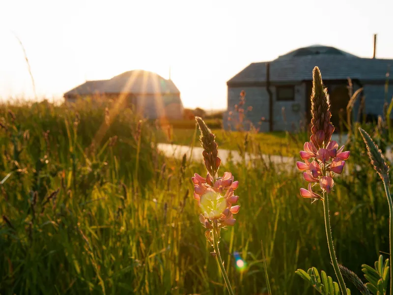 Wildflowers in a grassy field with Tapnell Farm glamping domes in the background at sunset