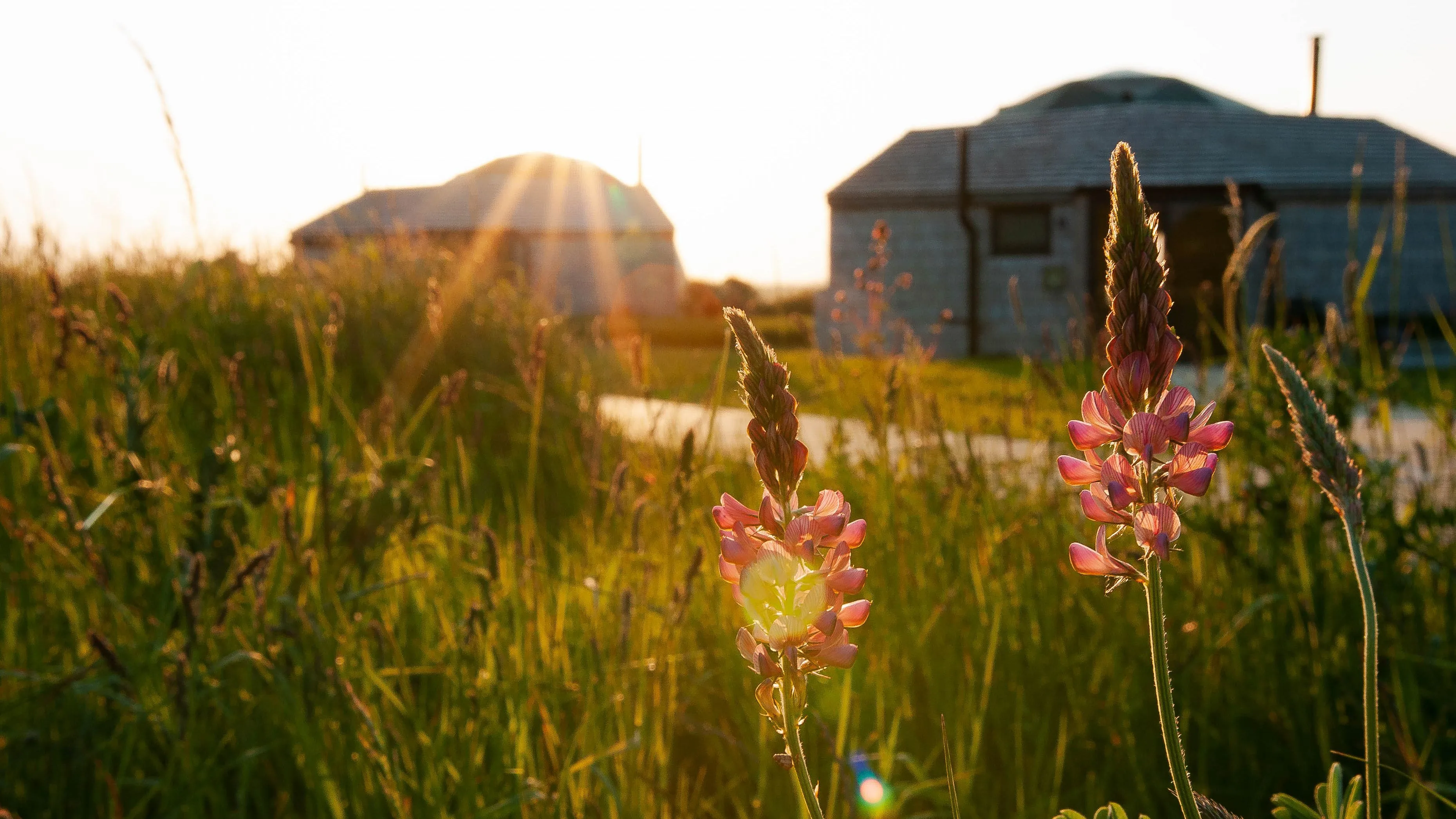 Wildflowers in a grassy field with Tapnell Farm glamping domes in the background at sunset