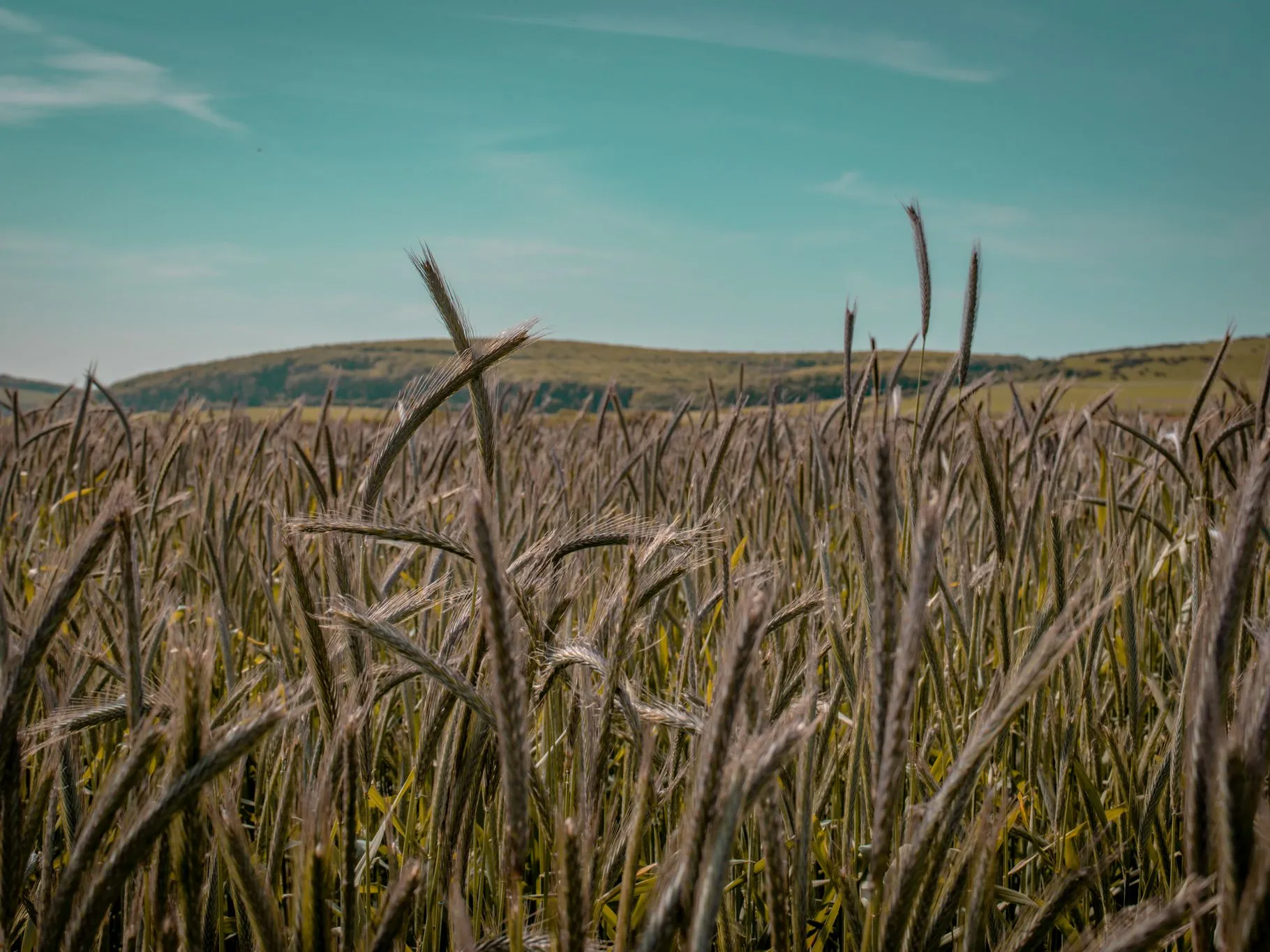 Tall grasses in a field with rolling hills under a blue sky