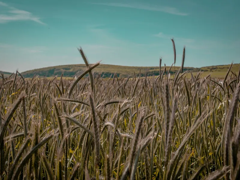 Tall grasses in a field with rolling hills under a blue sky