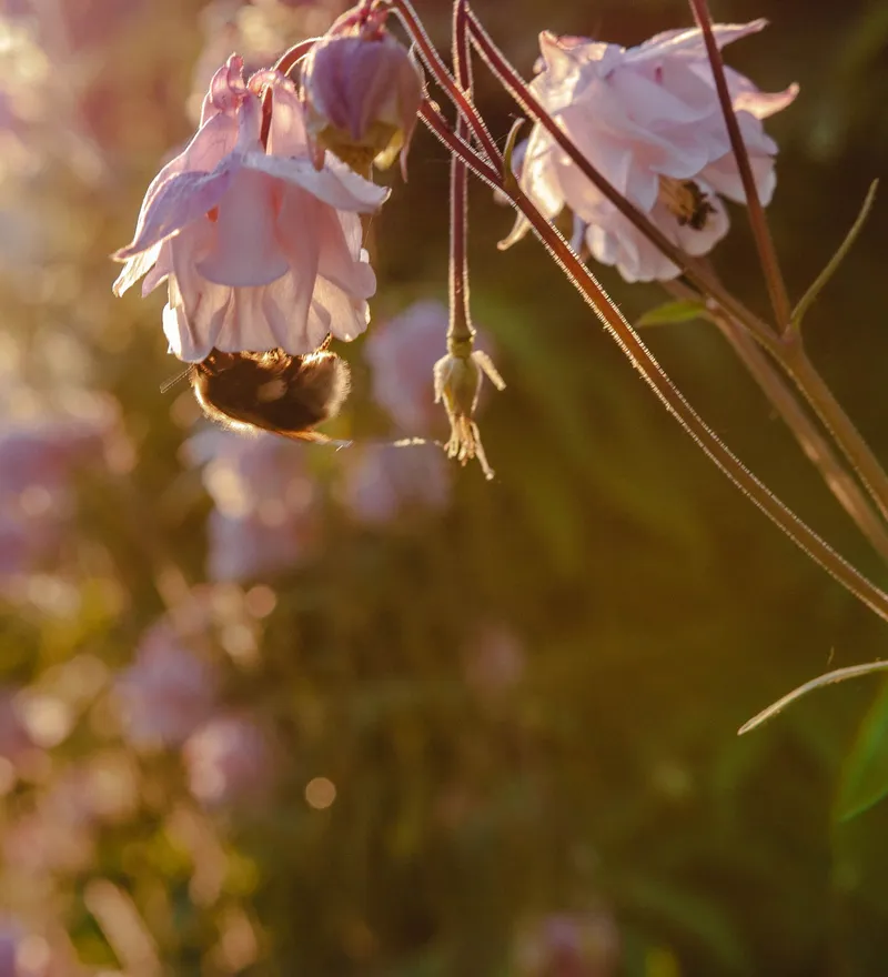 Bumblebee feeding from pale pink aquilegia flowers in warm evening sunlight