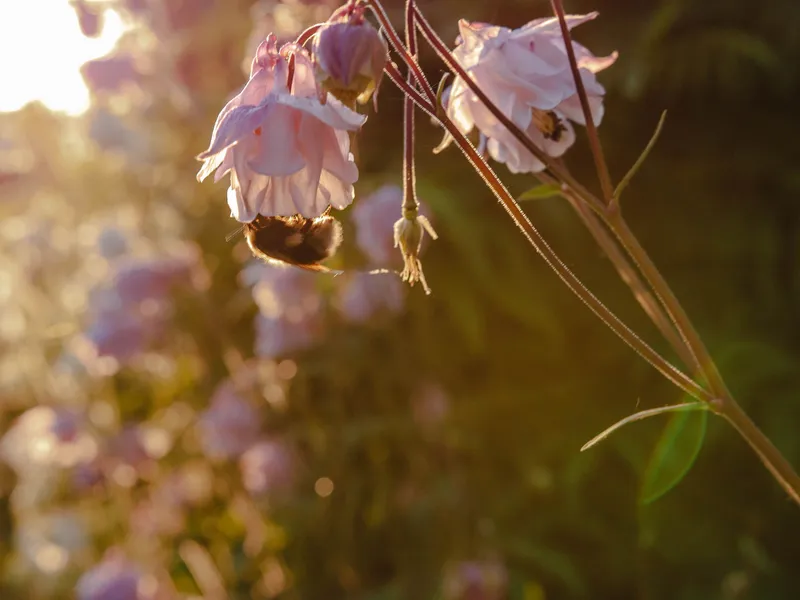 Bumblebee feeding from pale pink aquilegia flowers in warm evening sunlight