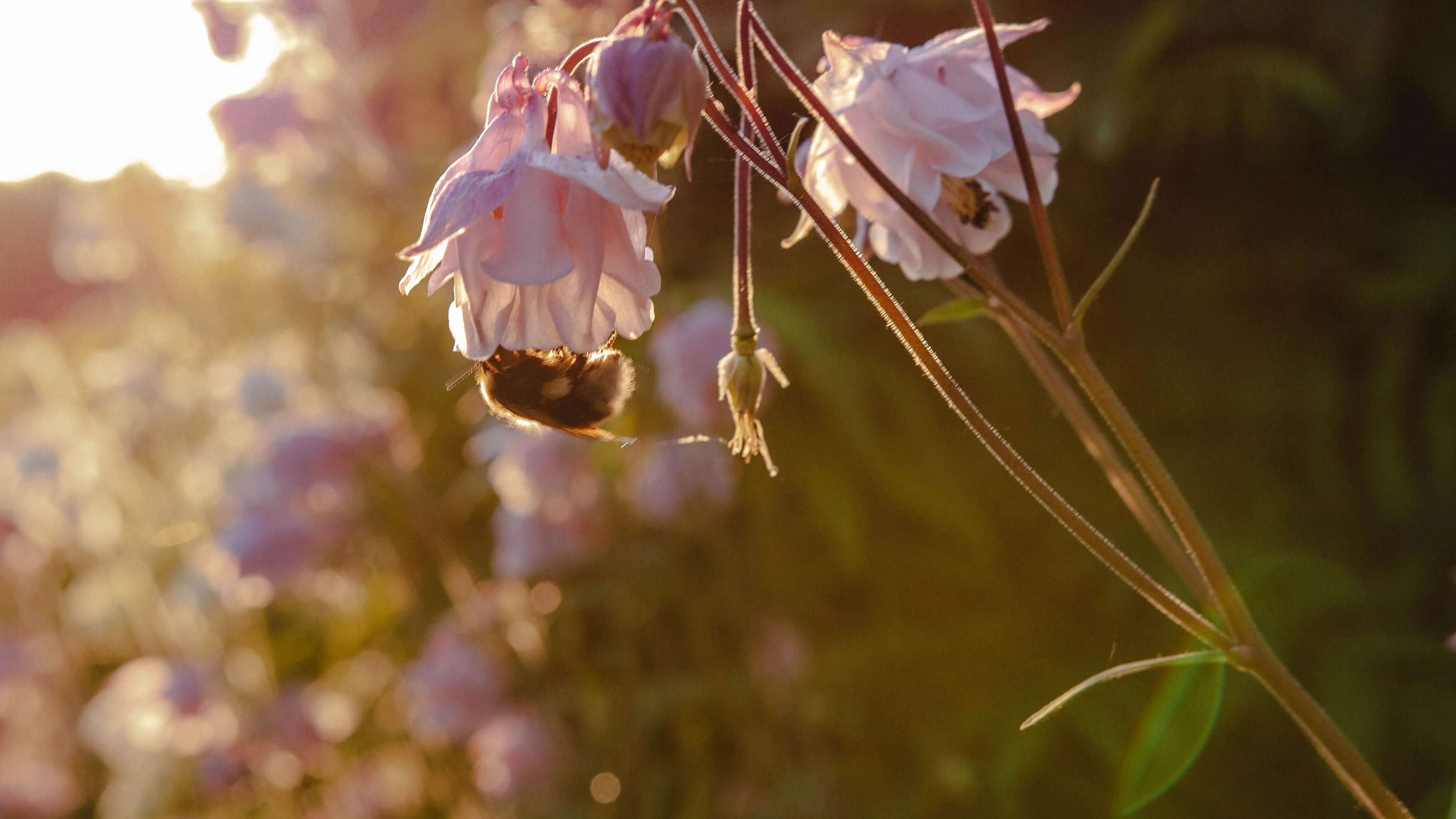 Bumblebee feeding from pale pink aquilegia flowers in warm evening sunlight