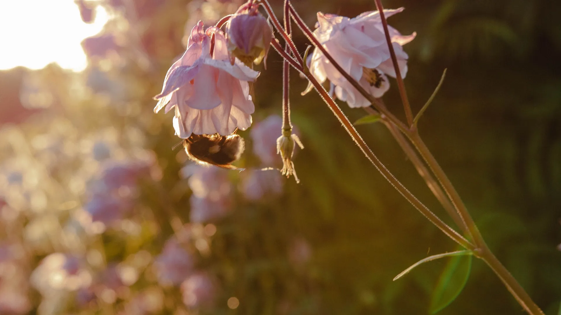 Bumblebee feeding from pale pink aquilegia flowers in warm evening sunlight