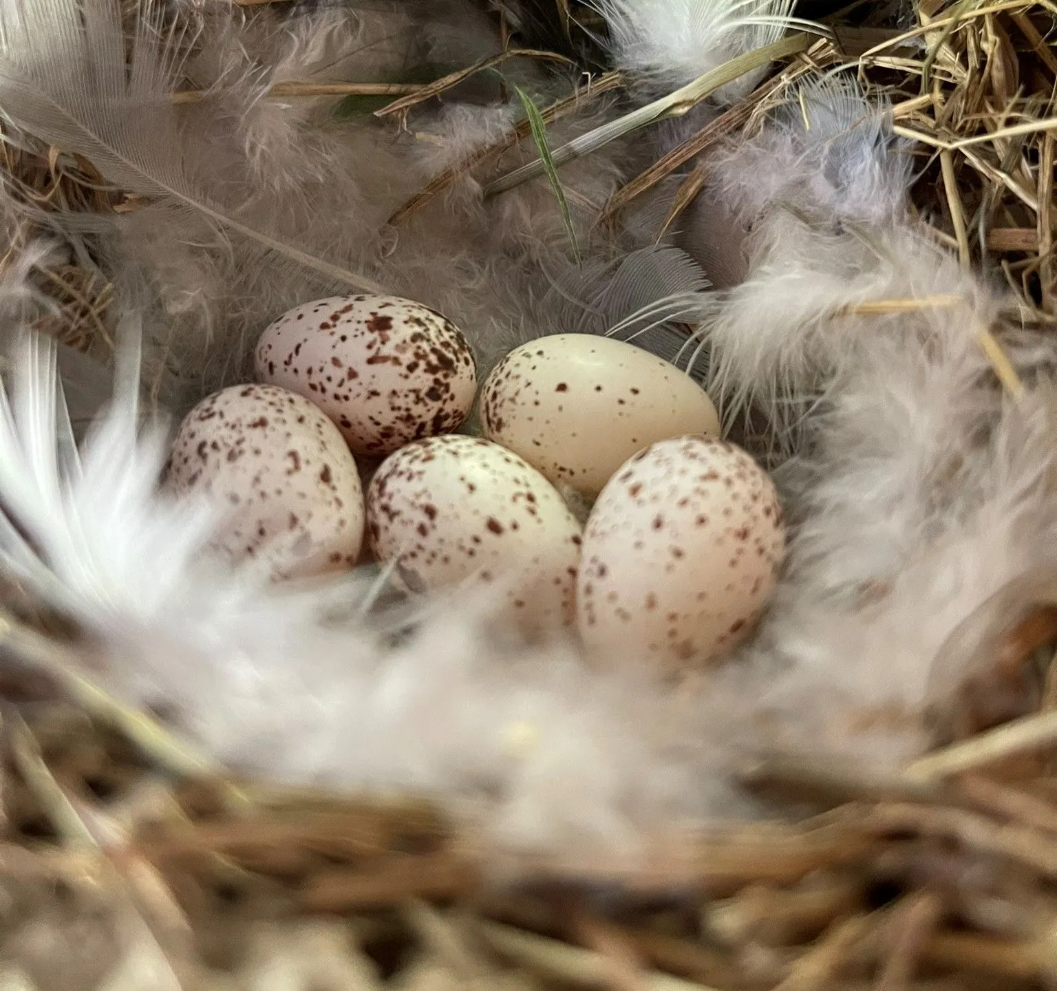 Speckled eggs in a barn swallow nest lined with soft feathers and dry grass