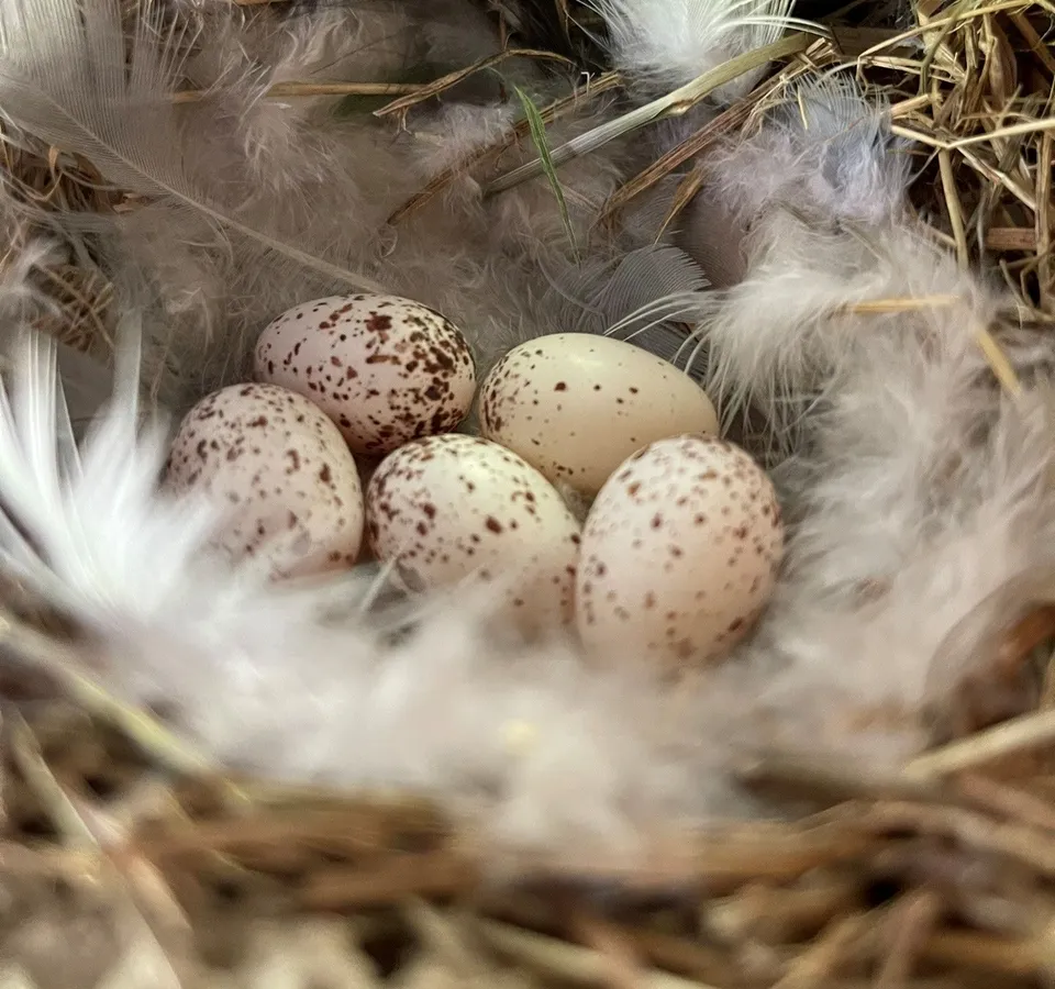 Speckled eggs in a barn swallow nest lined with soft feathers and dry grass