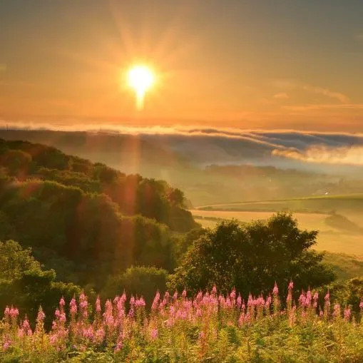 Sunrise over rolling countryside with misty valley and pink wildflowers in the foreground