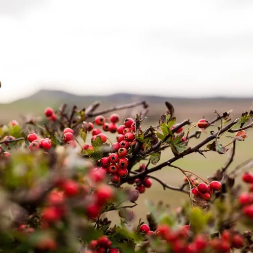 Close-up of red hawthorn berries on a hedgerow branch beside a countryside trail