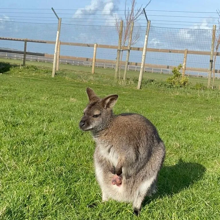 Wallaby with a joey peeking out of its pouch on a grassy field