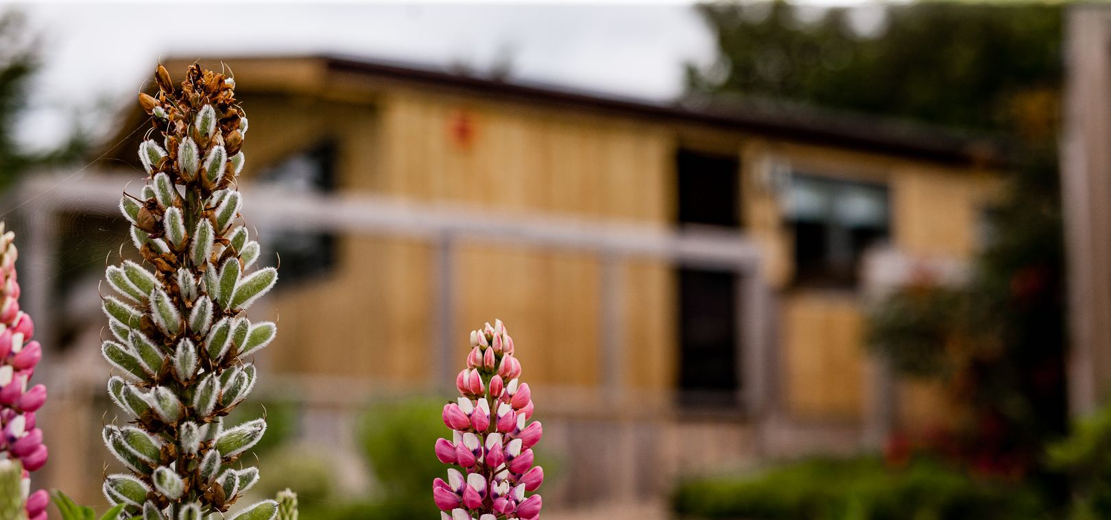 Pink lupin flowers in the foreground with a wooden lodge blurred behind